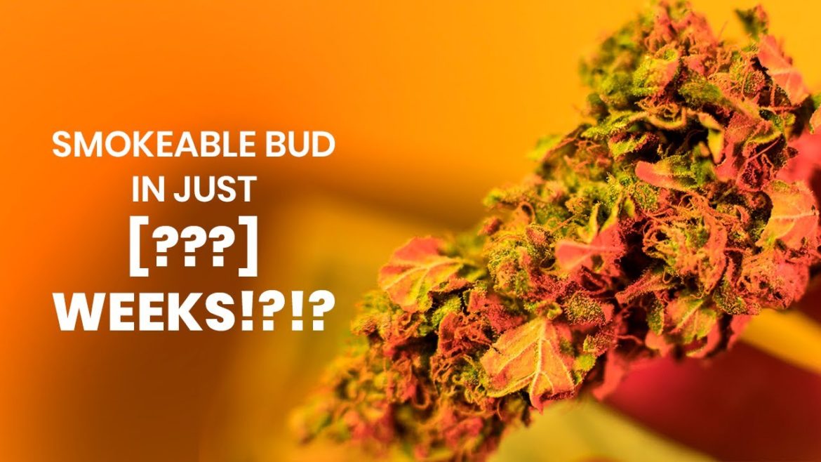 Fastest Growing Cannabis Plants for Impatient Gardeners Fastest Growing Cannabis Plants for Impatient Gardeners