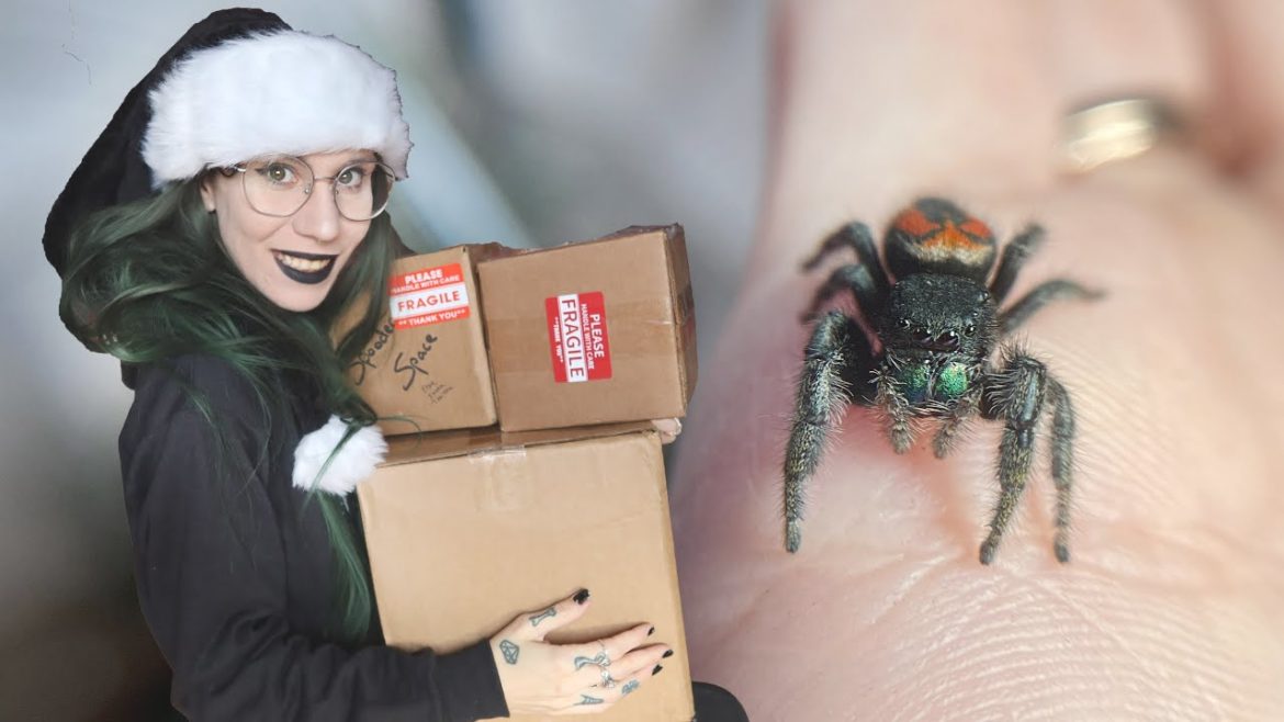 Cherry's COZY FESTIVE HOME! + UNBOXING Jumping Spider supplies from my PO Box! Cherry's COZY FESTIVE HOME! + UNBOXING Jumping Spider supplies from my PO Box!