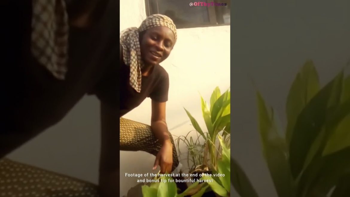 Amazing Turmeric Harvest #athome From #container #garden| #short #shorts