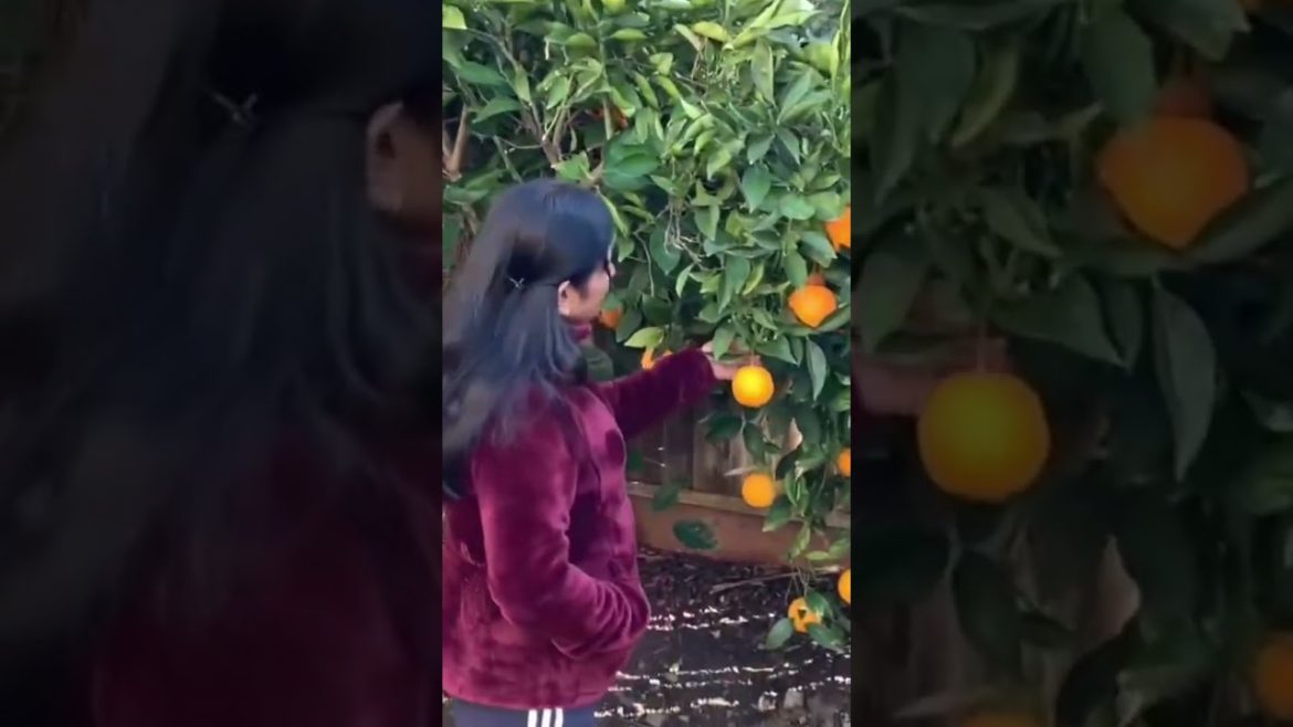 Gardening Tips & Tricks|#shortsfeed #shortvideo #shortstvideo #shorts #pruning #gardening #fruits Gardening Tips & Tricks|#shortsfeed #shortvideo #shortstvideo #shorts #pruning #gardening #fruits