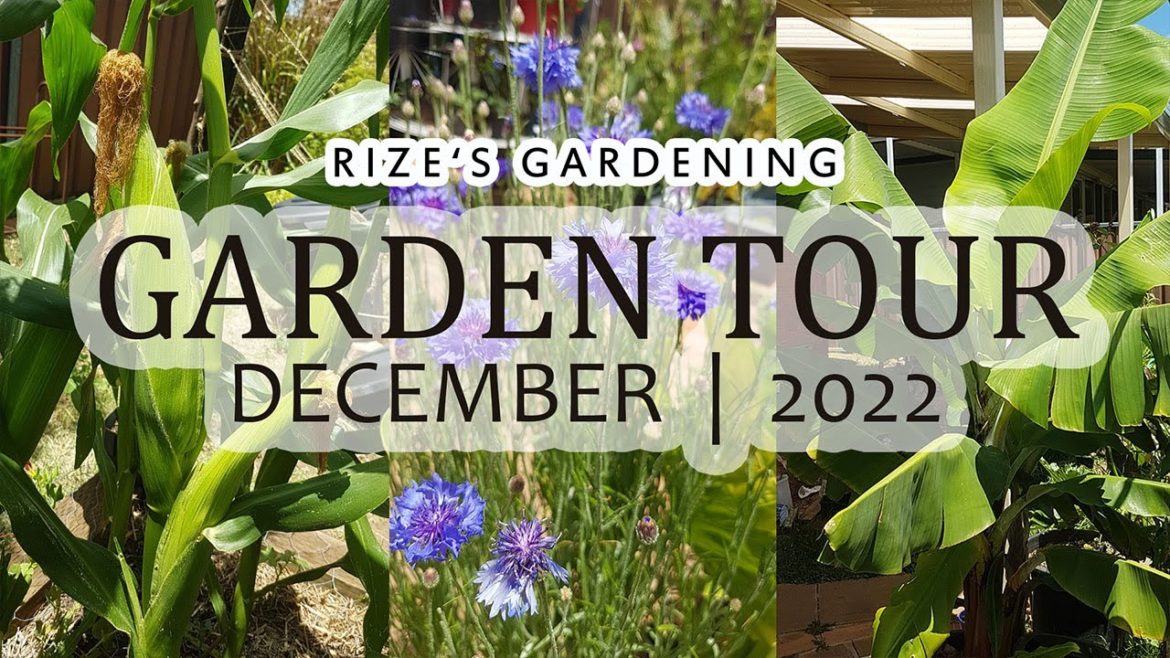 Backyard Garden Tour! I December 2022 Backyard Garden Tour! I December 2022