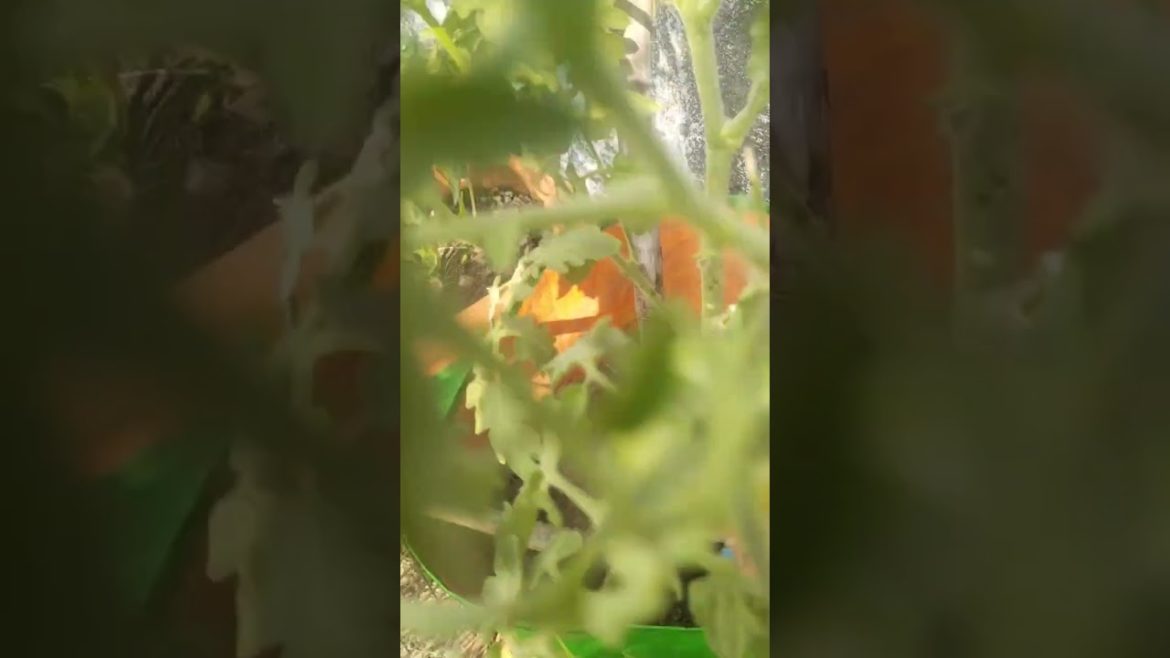 how to grow healthy tomatoes #short #tomato #tips