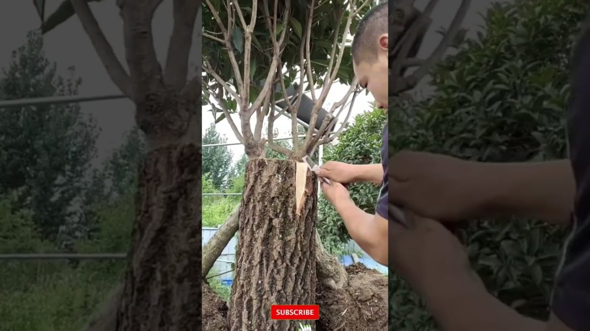 Tips Pairing sticky Straight two trunks together part6 #shorts #satisfying