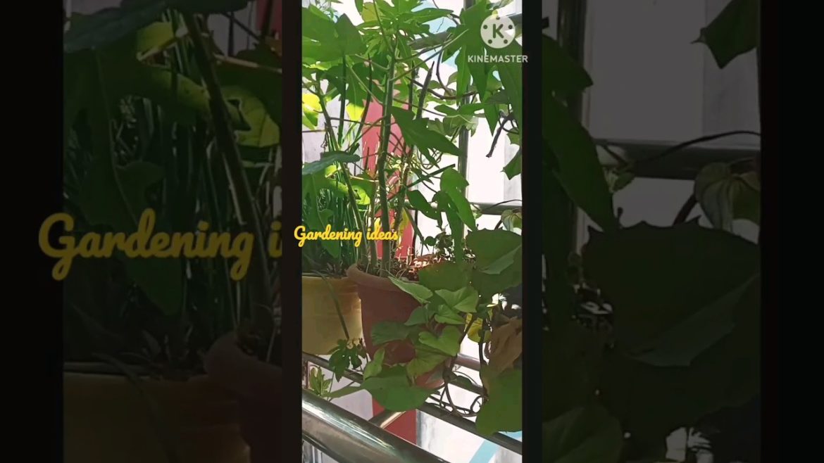 gardening ideas|gardening hacks|garden look|balcony garden|kitchen garden #shortsyoutubeshort gardening ideas|gardening hacks|garden look|balcony garden|kitchen garden #shortsyoutubeshort