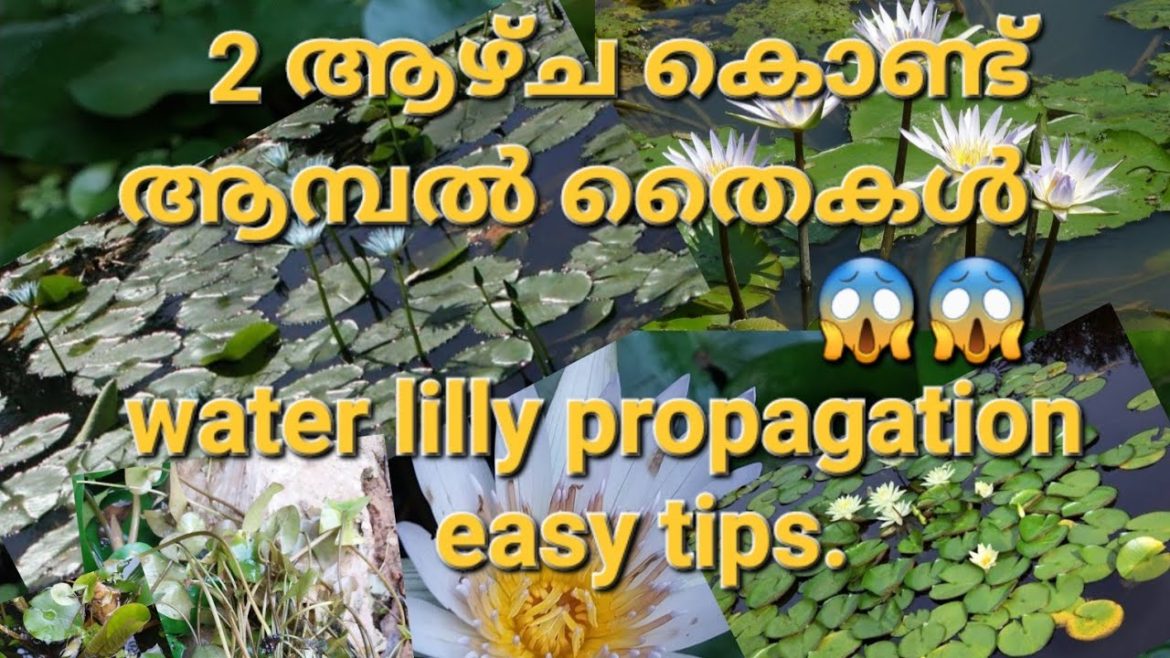 Water lilly propagation easy tips.๐ 2เดเดดเตเด เดเตเดฃเตเดเต เดเดฐเตเดชเดพเดเต เดเดเดฌเตฝ เดคเตเดเตพ เดเดเตเดเดจเต เดเดฃเตเดเดพเดเตเดเดพเด???.watch vedio Water lilly propagation easy tips.๐ 2เดเดดเตเด เดเตเดฃเตเดเต เดเดฐเตเดชเดพเดเต เดเดเดฌเตฝ เดคเตเดเตพ เดเดเตเดเดจเต เดเดฃเตเดเดพเดเตเดเดพเด???.watch vedio