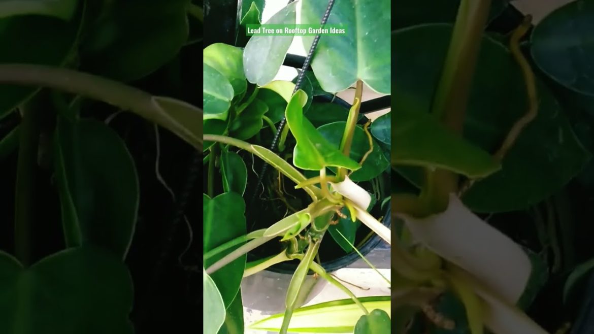Leaf Tree on Rooftop Garden Design and Ideas for all. #shorts #share #subscribe #status
