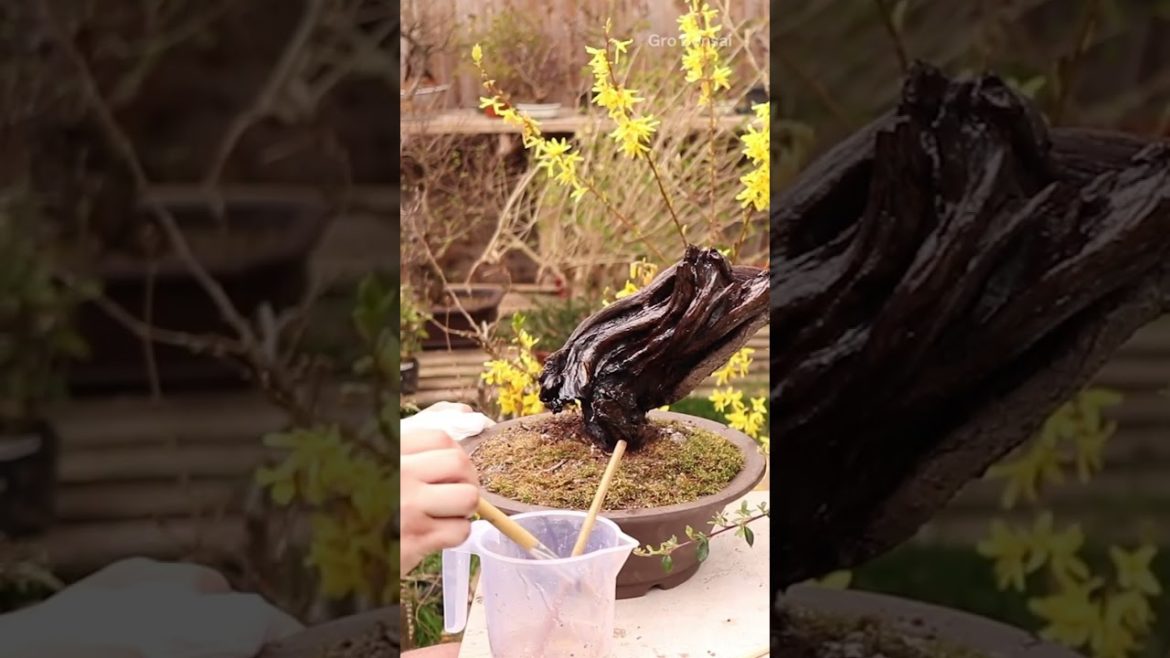 The second part of restoring an overgrown bonsai tree. #bonsai #Japanese #art #restoration The second part of restoring an overgrown bonsai tree. #bonsai #Japanese #art #restoration
