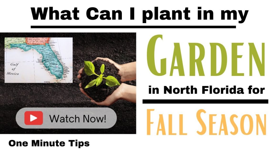 One Minute Tips – Garden – North Florida -What can I Plant in my Garden for Fall Season! One Minute Tips - Garden - North Florida -What can I Plant in my Garden for Fall Season!