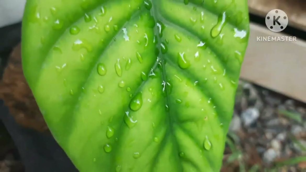 Green Miracles from My Simple Home Garden Green Miracles from My Simple Home Garden