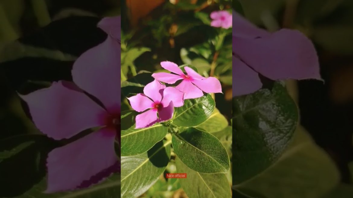 flower video #shorts #flowers #nikon #ytshorts