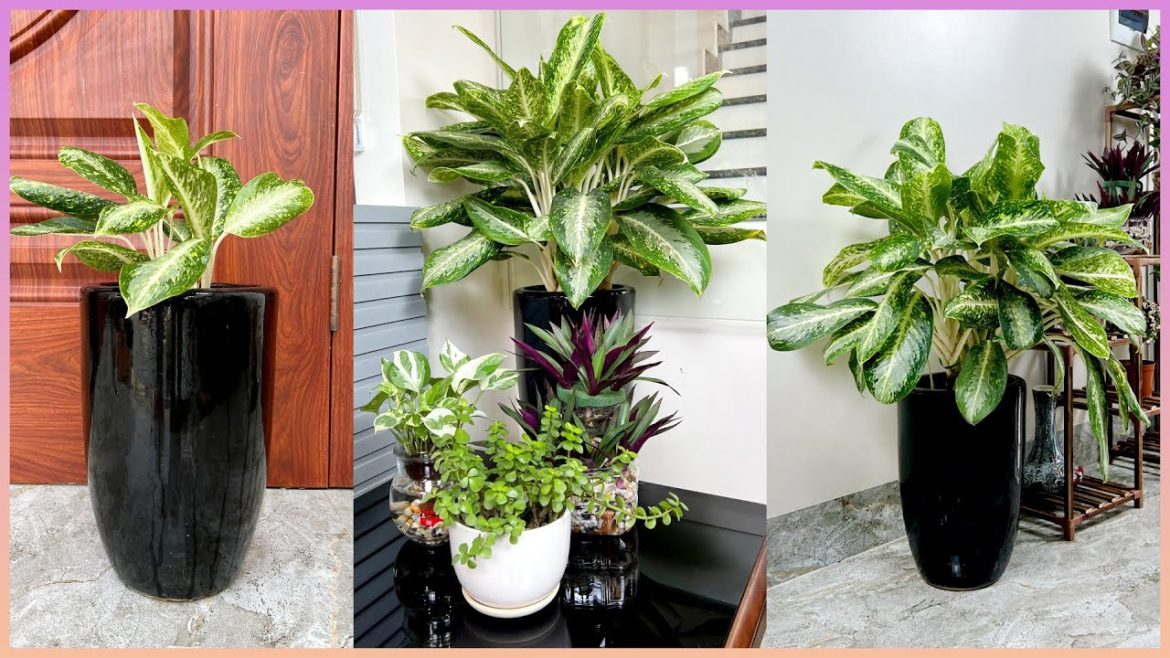 Your home space becomes so luxurious with beautiful and fresh potted plants