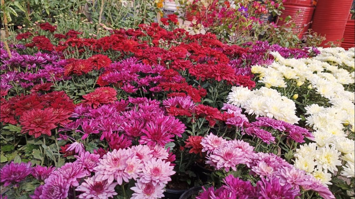 Garden overview|| लो हो गया काफी समय बाद ये Garden भी तैयार 😍|| Sunday garden update|rooftop garden