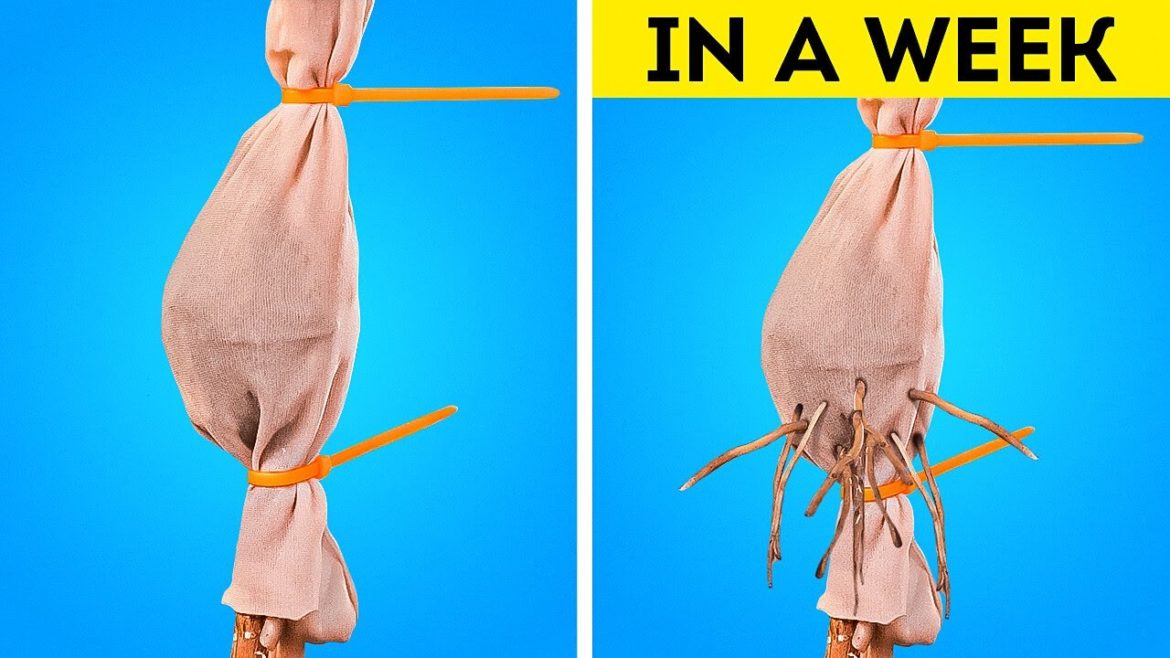 Amazing Plant Growing Hacks From Gardener Pros Amazing Plant Growing Hacks From Gardener Pros