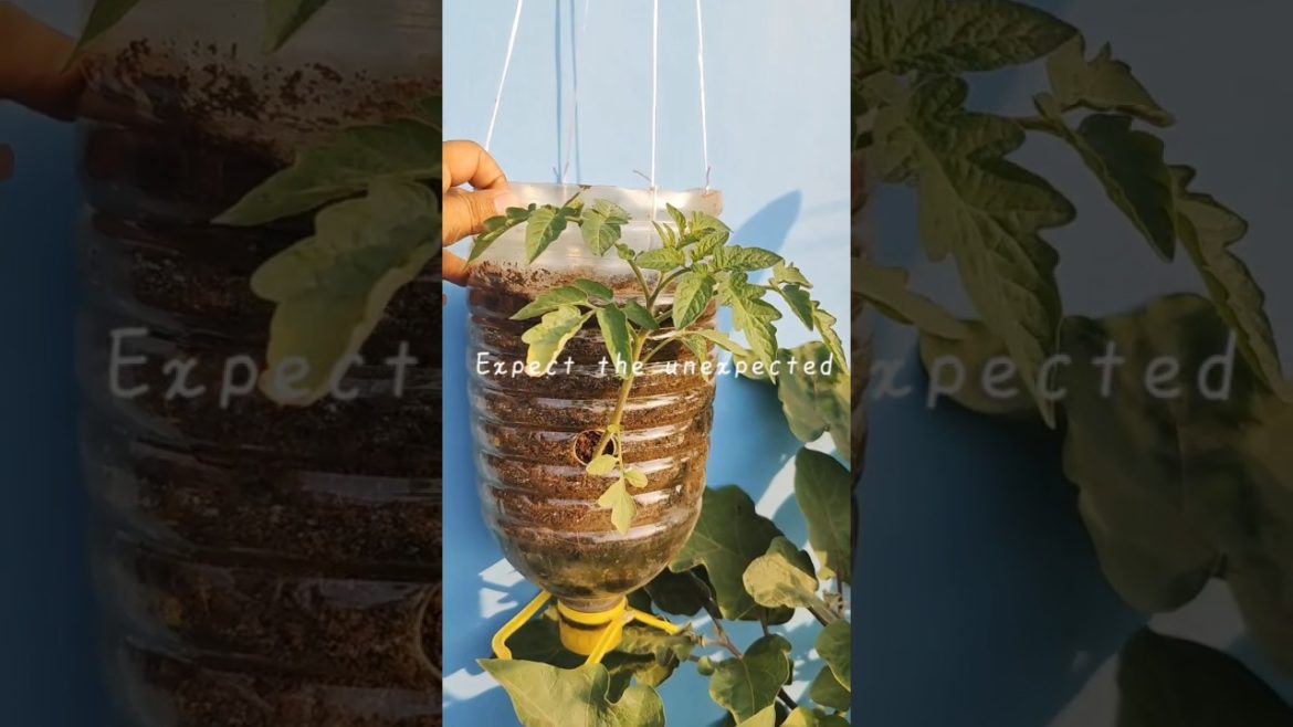 My Garden Overview in just 40 seconds || #Shorts #gardening #tomato My Garden Overview in just 40 seconds || #Shorts #gardening #tomato
