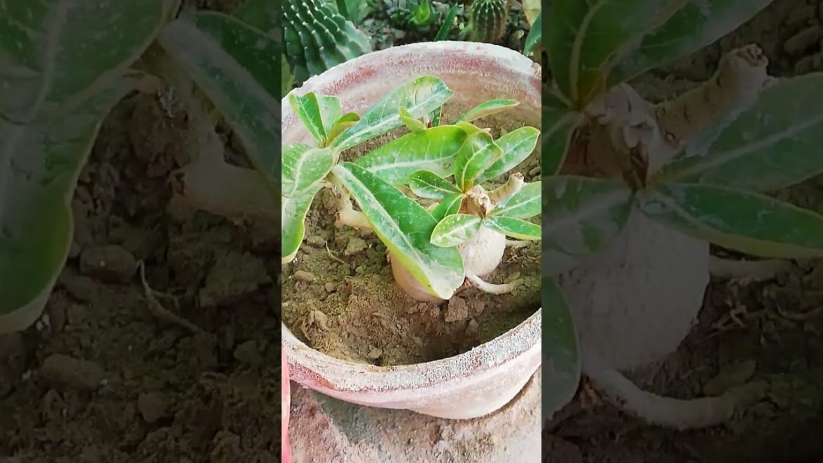 My Small Beautiful Home Garden Raining In My Backyard #shorts #garden