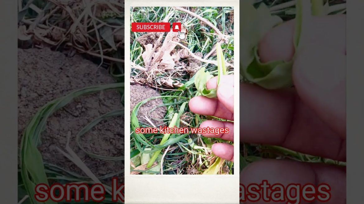 #shorts#gardening tips & techniques how to make garden Biofertilizer using grass & kitchen wastages