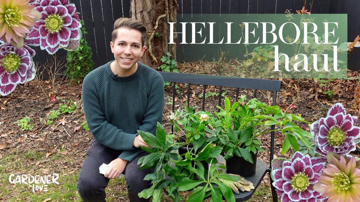 Hellebore Haul | Gardener in Love