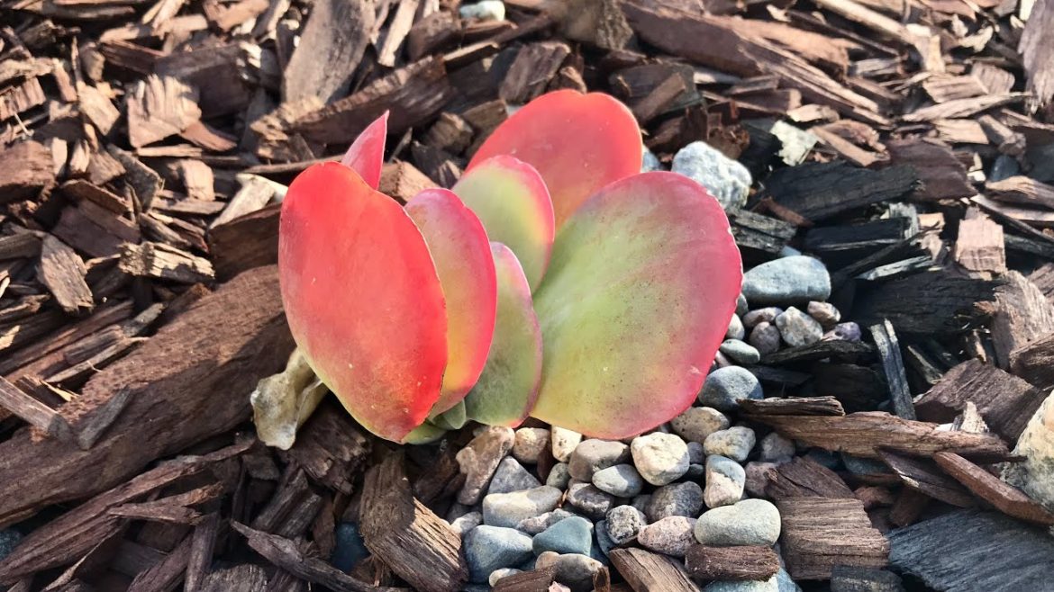Succulent Garden - Design Ideas - Low Water Usage - Hugelkultur - Glendale, California