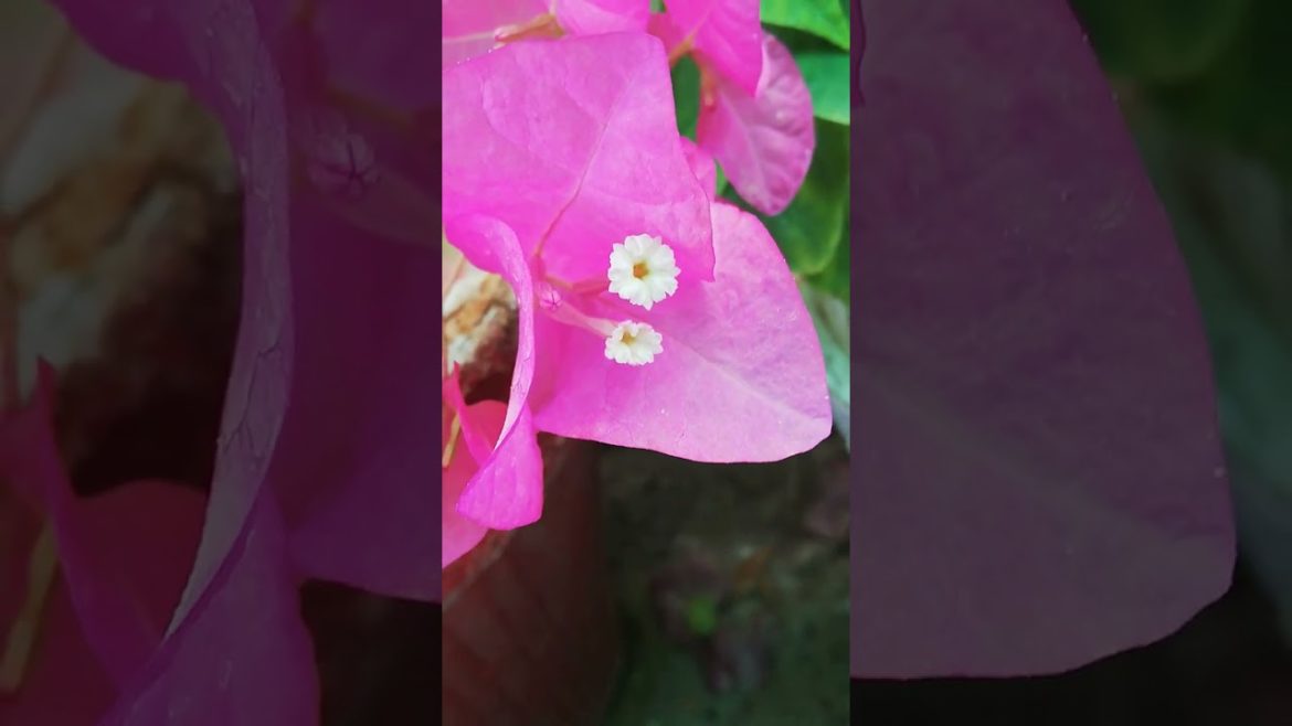 My Small Beautiful Home Garden Raining In My Backyard #shorts #garden