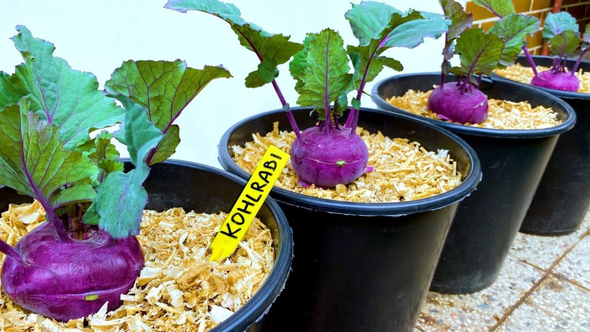Growing Kohlrabi from Seed to Harvest in Container Garden
