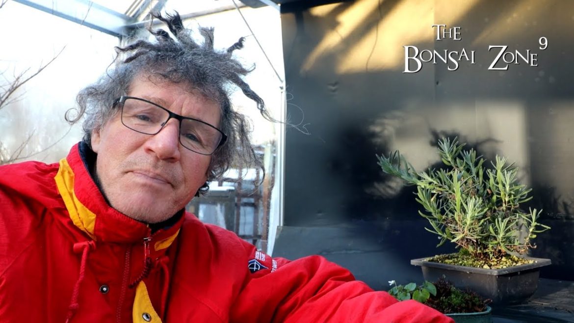 Pruning My Lavender and Black Locust, The Bonsai Zone, Dec 2022 Pruning My Lavender and Black Locust, The Bonsai Zone, Dec 2022