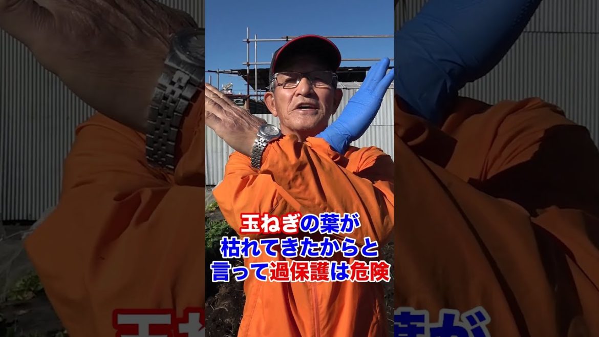 家庭菜園や農園の玉ねぎ栽培は過保護に育てると逆効果!? #shorts /Tips for growing onions in winter. 家庭菜園や農園の玉ねぎ栽培は過保護に育てると逆効果!? #shorts /Tips for growing onions in winter.