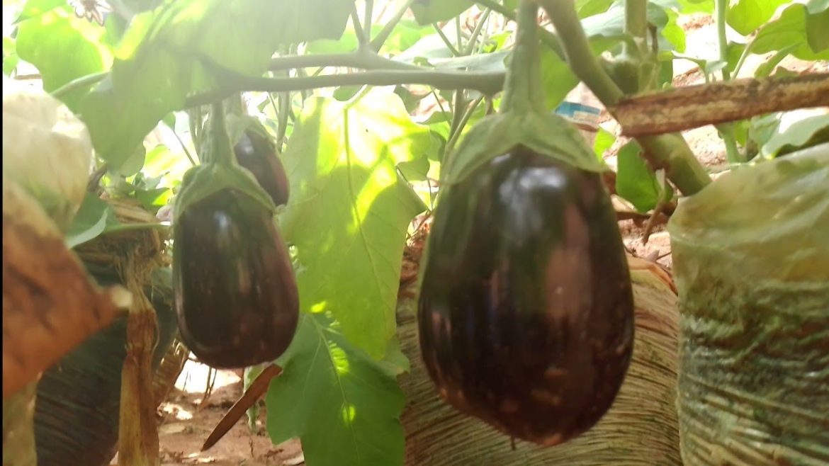 Growing Eggplants in different bags.
