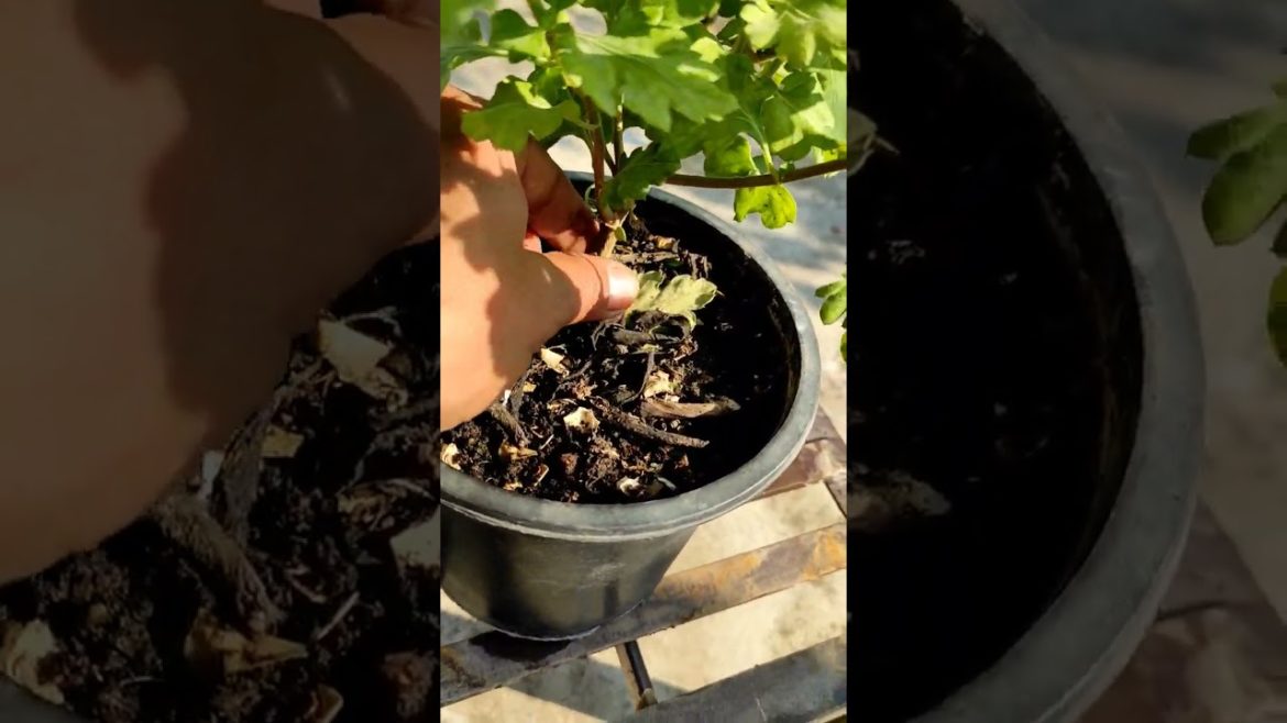 chrysanthemum flowers like sunflower#chrysanthemum #naturein3rdfloor #gardening#gardeningtips chrysanthemum flowers like sunflower#chrysanthemum #naturein3rdfloor #gardening#gardeningtips