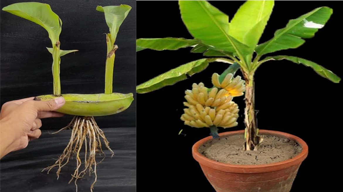 Unique Skill How to grow banana tree from banana fruits || Two trees are made from one banana