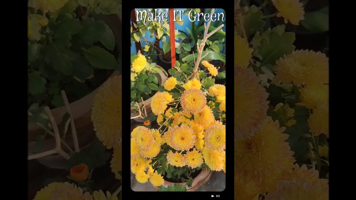 Beauty of My Garden || Short video Beauty of My Garden || Short video