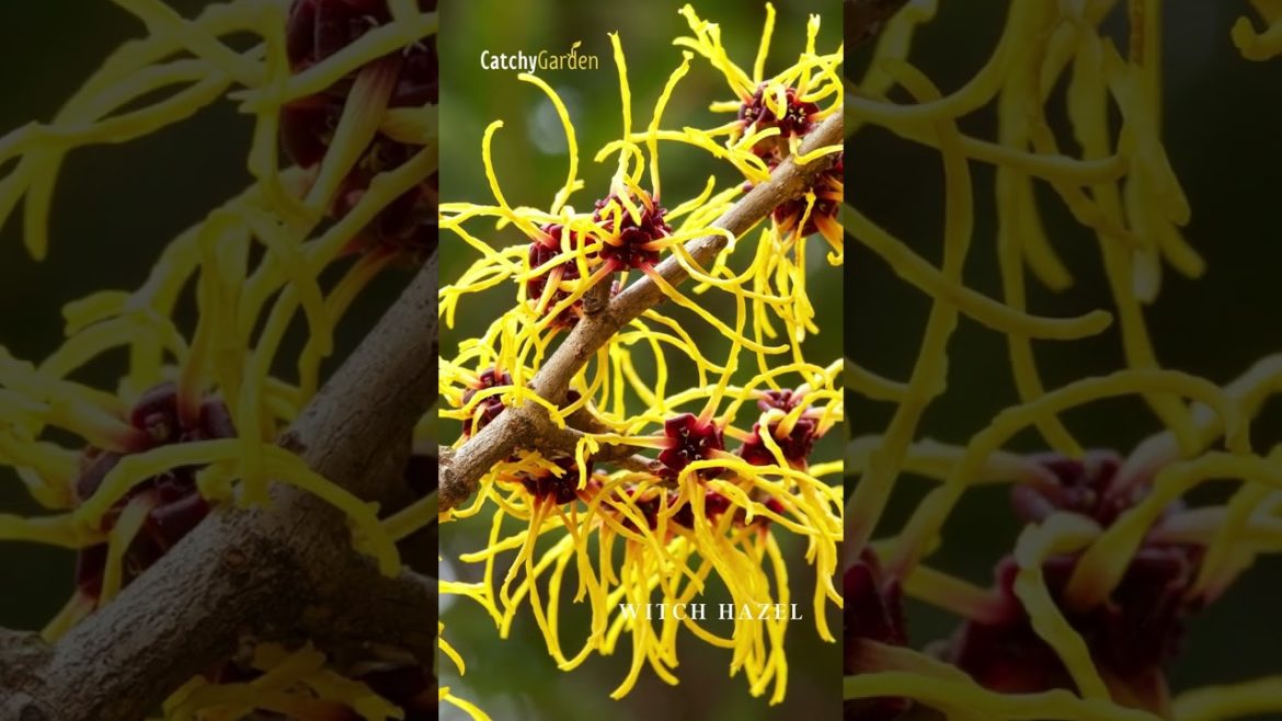 Top 7 Eye Catching Shrubs That Look Good In December 🌲🌷 // #short #shorts