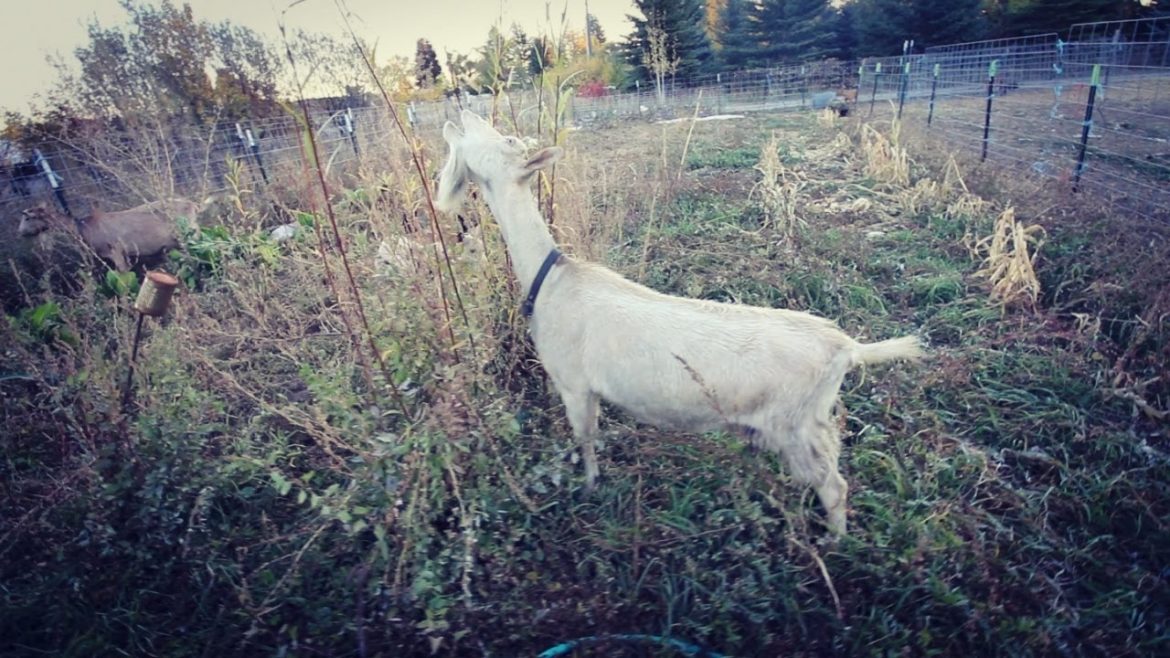 Goat Weed Control In The Garden Goat Weed Control In The Garden
