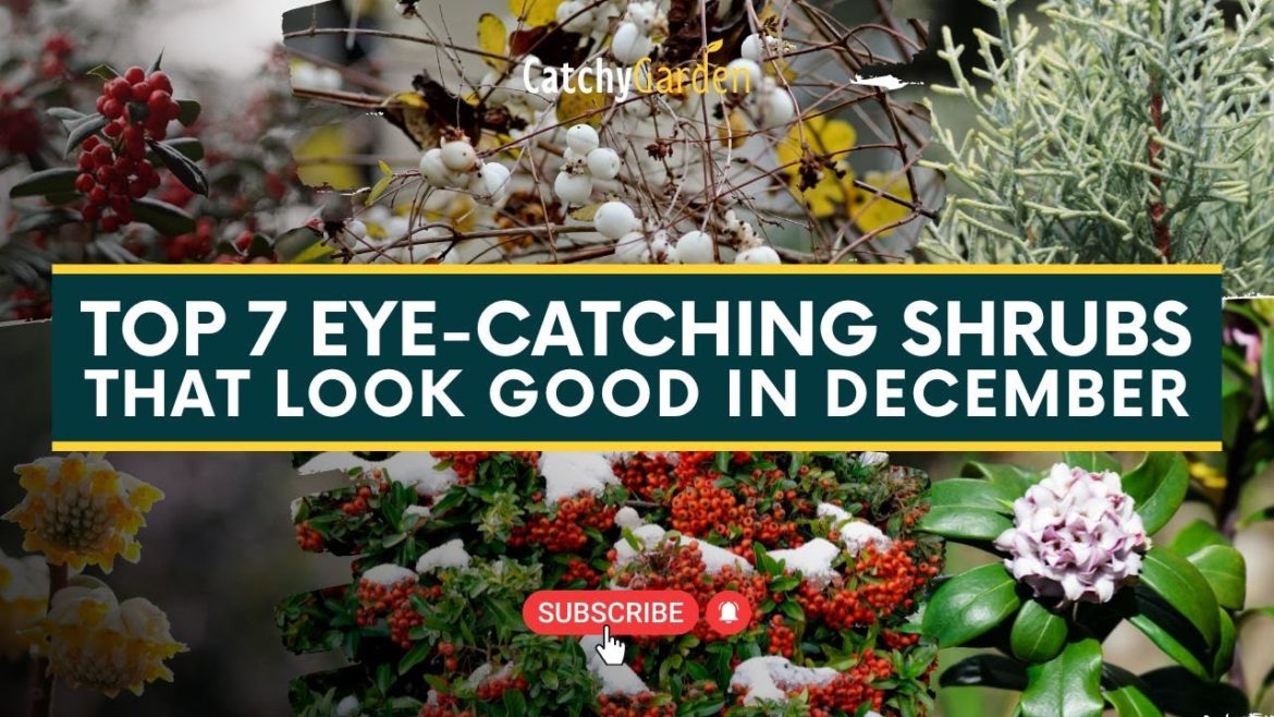 Top 7 Eye Catching Shrubs That Look Good In December π²π· // Winter Garden Top 7 Eye Catching Shrubs That Look Good In December π²π· // Winter Garden