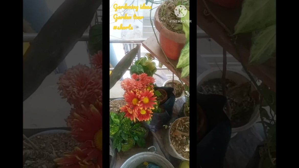 gardening ideas|garden tour|gardening tips |winter balcony garden#shorts #youtubeshorts#shortvideo