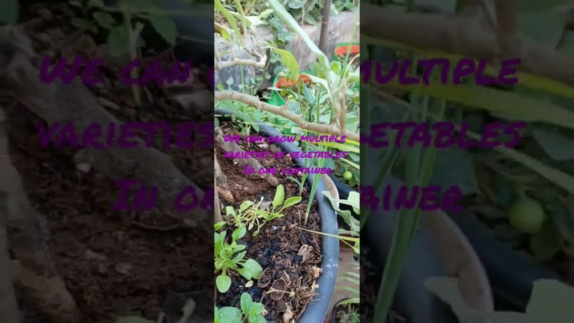 Multiple varieties of vegetables can be grown in one container|ELVPrasad Vlogs