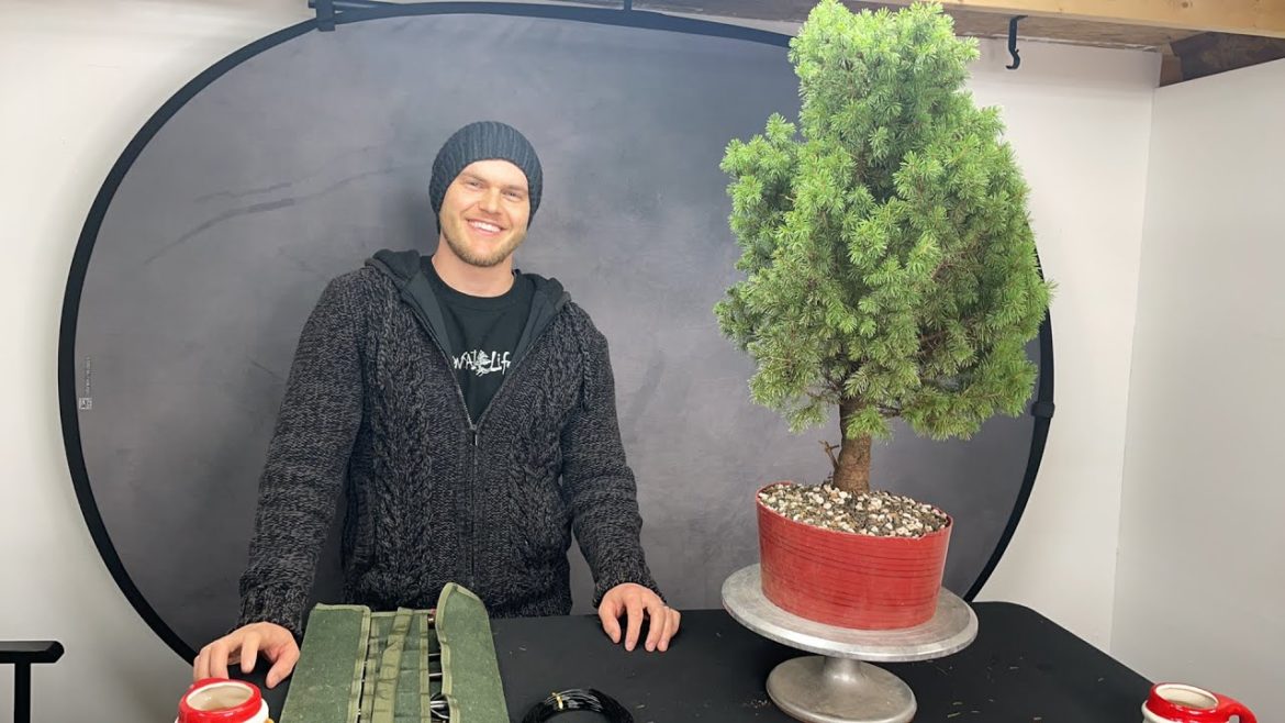 Alberta spruce demo + giveaway