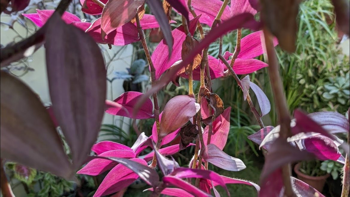 Wandering Jew bright Winter look & Winter care