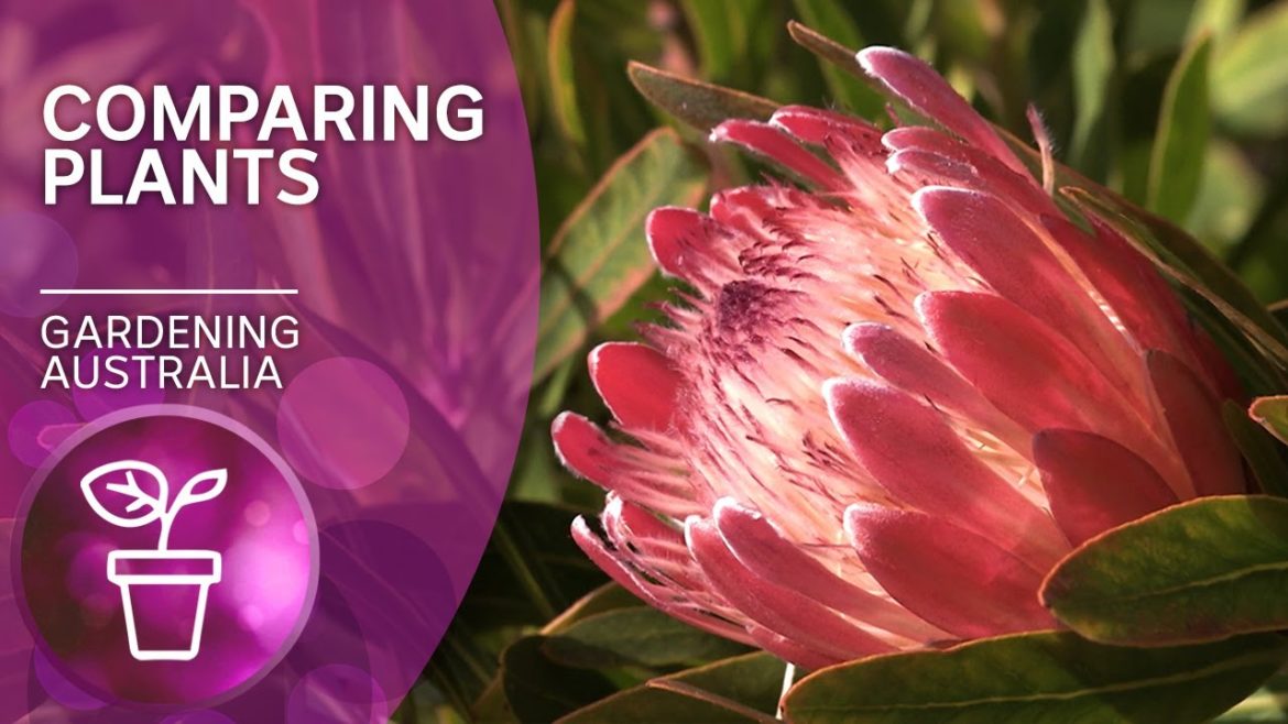 Differences and similarities of plants around the world | Discovery | Gardening Australia Differences and similarities of plants around the world | Discovery | Gardening Australia