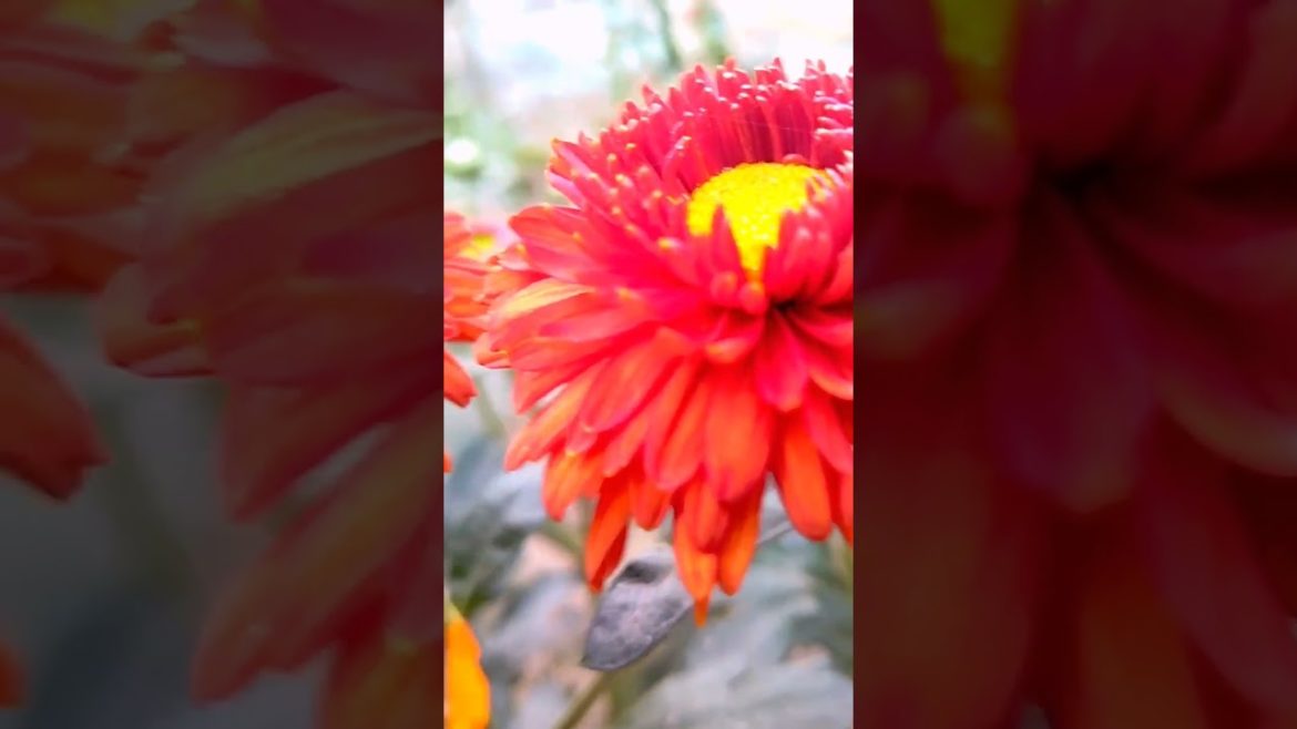 One of the best Chrysanthemum Flowering Plant (What do you think?) One of the best Chrysanthemum Flowering Plant (What do you think?)