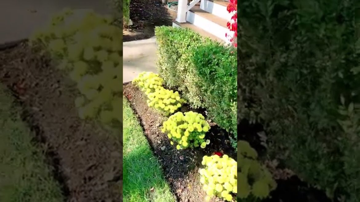 Beautiful Transformation Fall Clean Up #1 (FrontYard Before&After)🍂 #Fall Clean Up #leaves #yardwork