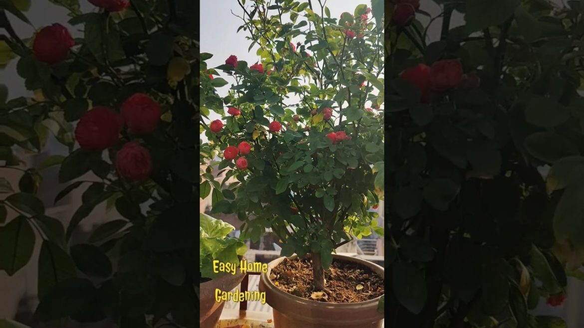 Collection of Plants on my terrace garden|| #Shorts #shortvideo #gardening