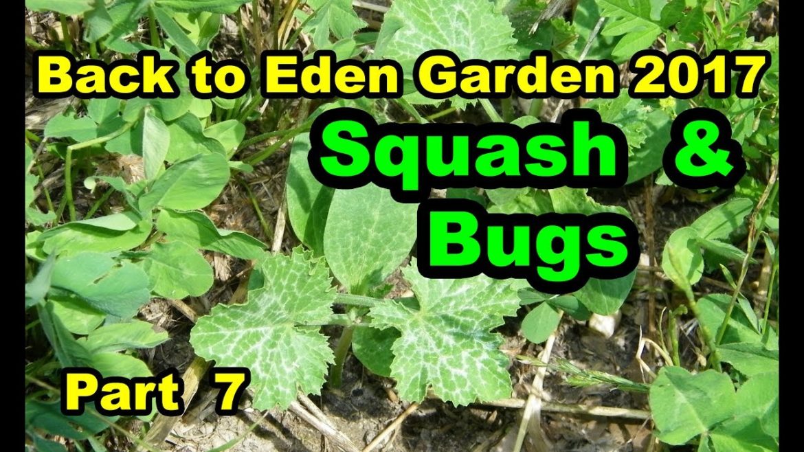 NO TILL B2E Method Organic Vegetable Gardening Soil Building with mulch for beginners 101.  Pt 7