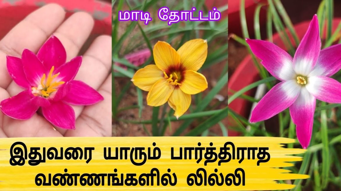 இதுவரை பார்த்திராத வண்ணங்களில் லில்லி பூக்கள் / Garden Tour / Gardening Tips In Tamil / Lily Garden