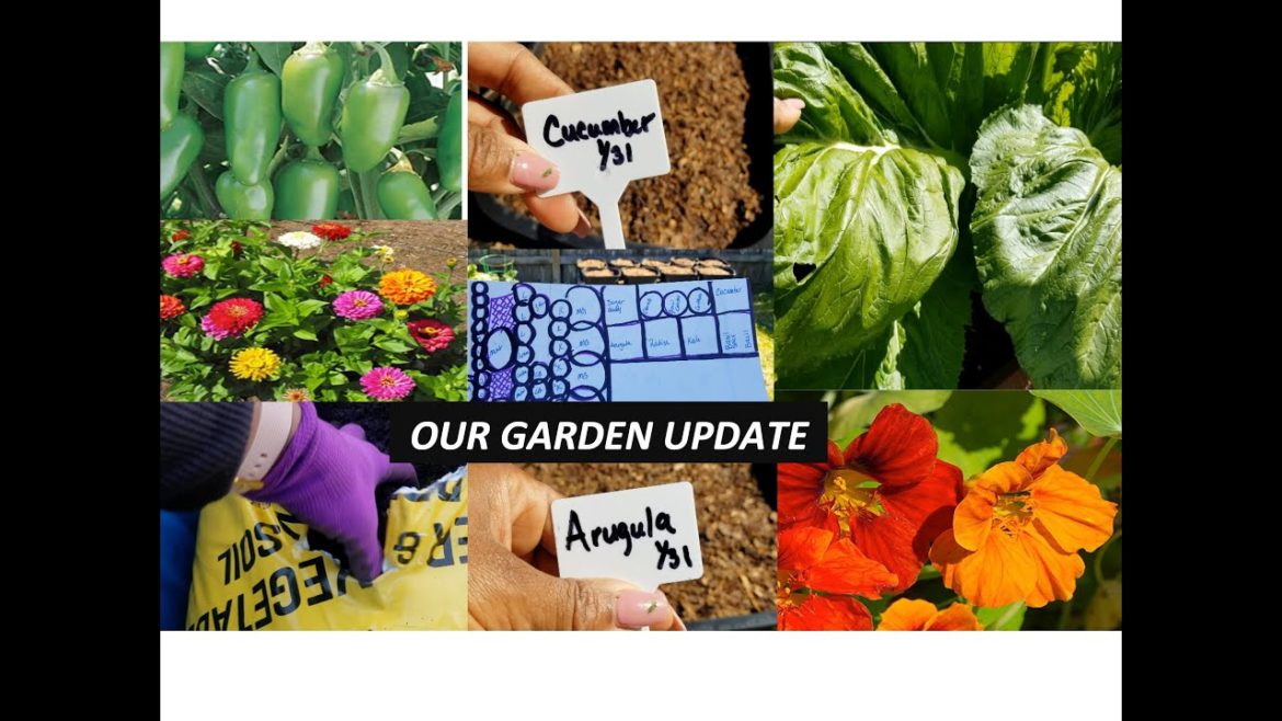 OUR  FAMILY GARDEN UPDATE|| CONTAINER GARDEN|| BUTTERFLY GARDEN  ZONE 9A