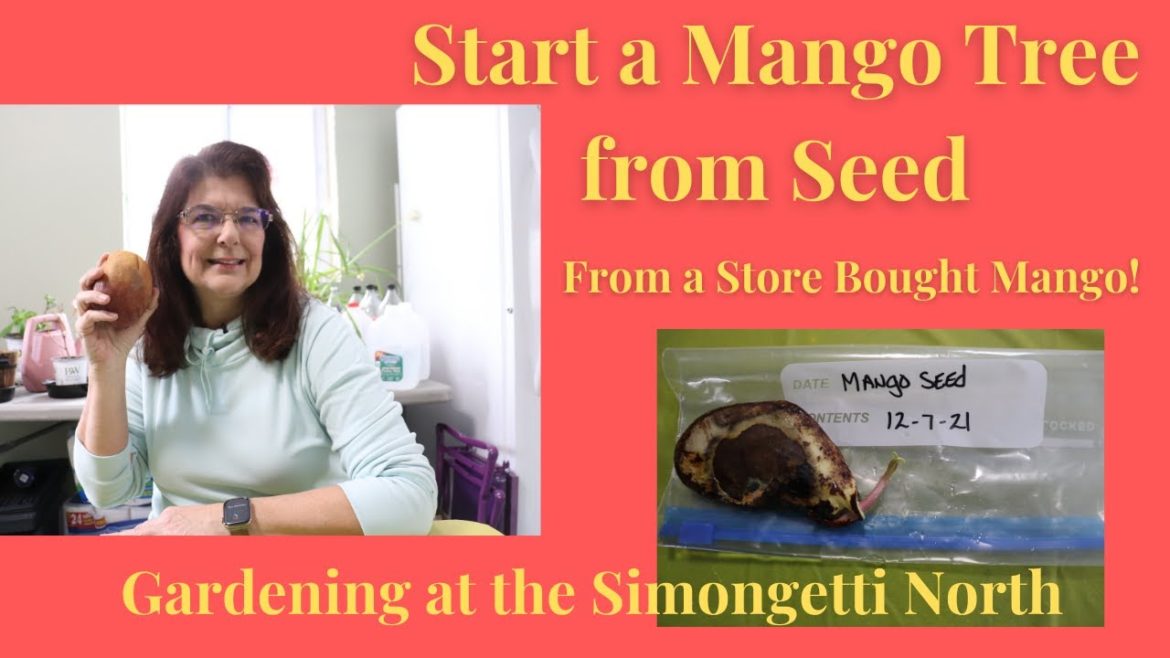 Grow a Mango Tree from Seed at Home // Gardening at the Simongetti North Grow a Mango Tree from Seed at Home // Gardening at the Simongetti North