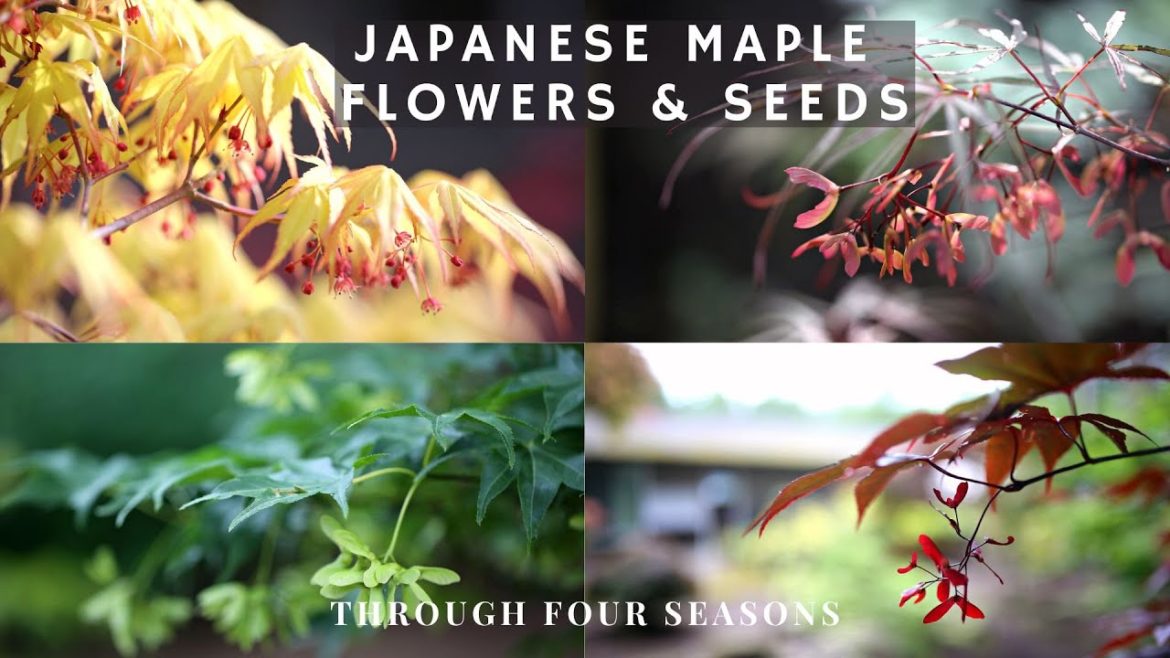 Japanese Maple - Flowers and Seeds through Four Seasons!