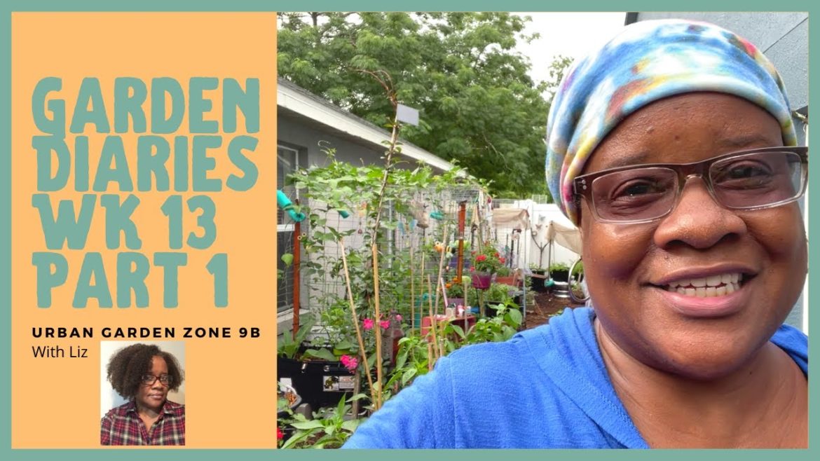 Container Garden Diaries Wk 13 Part 1 Documenting Our Garden Journey Small Space Gardening Zone 9b Container Garden Diaries Wk 13 Part 1 Documenting Our Garden Journey Small Space Gardening Zone 9b