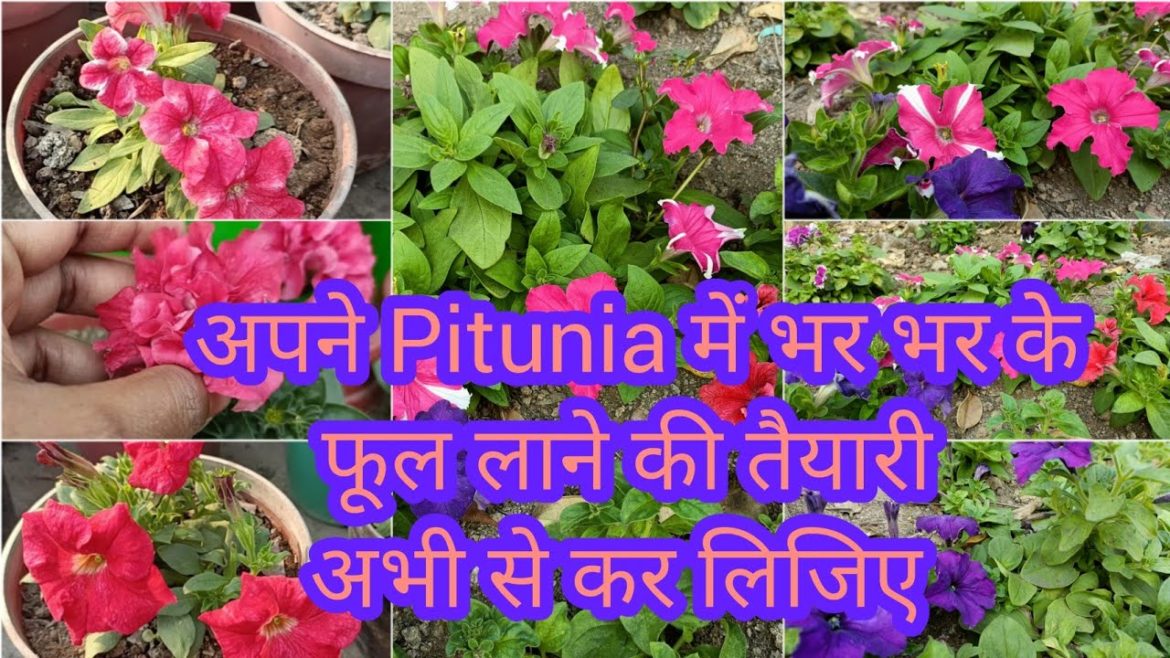 Petunia Plant Care Every Gardener Should Know || ये काम कर दो पिटूनिया में फूल संभाल नहीं पाओगे |