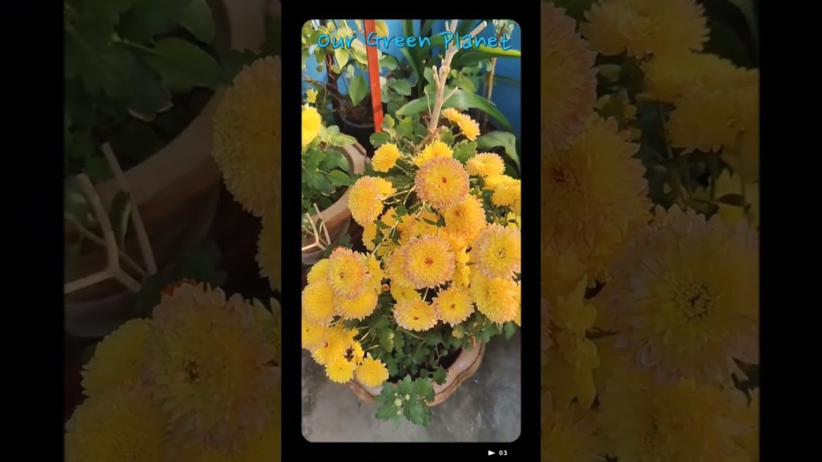 देखिए मेरी छत पे बने गार्डेन का अपडेट मात्र 40 सेकेंड्स में || #gardening #lemon #shorts