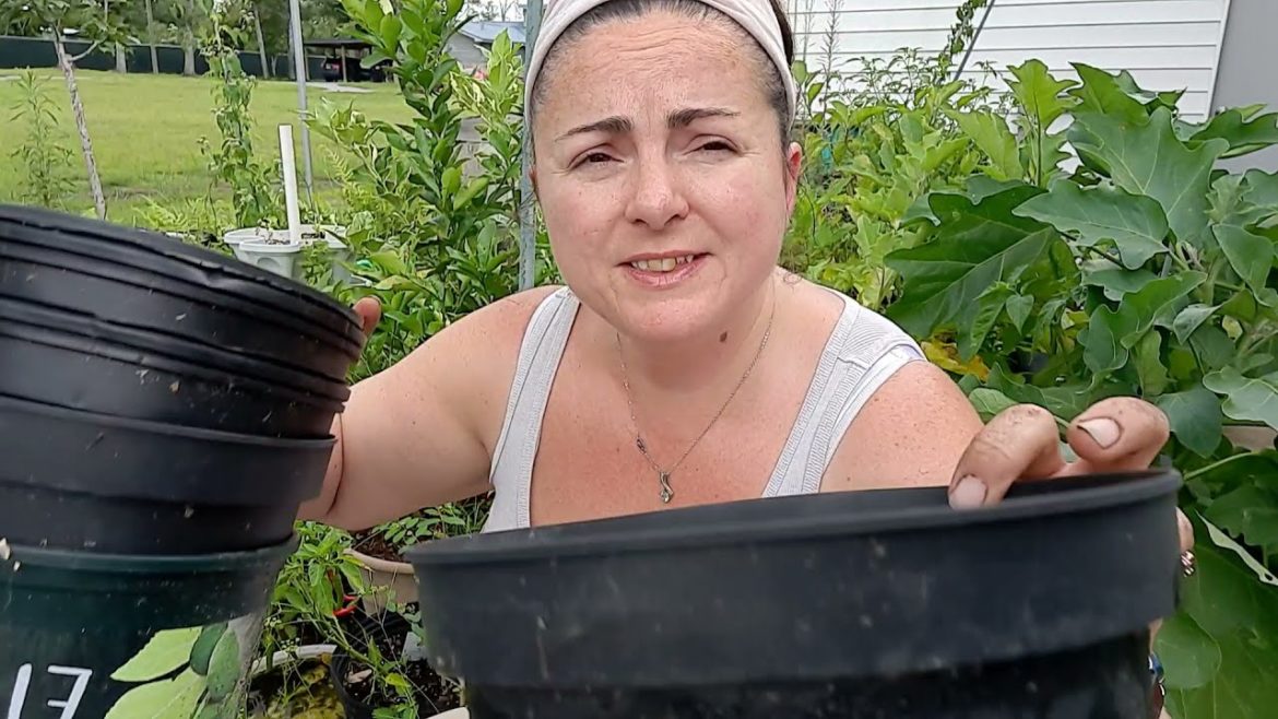 orange hat tomato in our container garden orange hat tomato in our container garden
